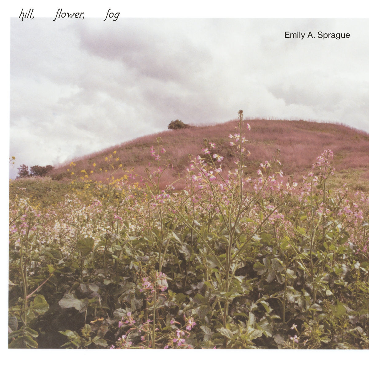 EMILY A. SPRAGUE "HILL, FLOWER, FOG"