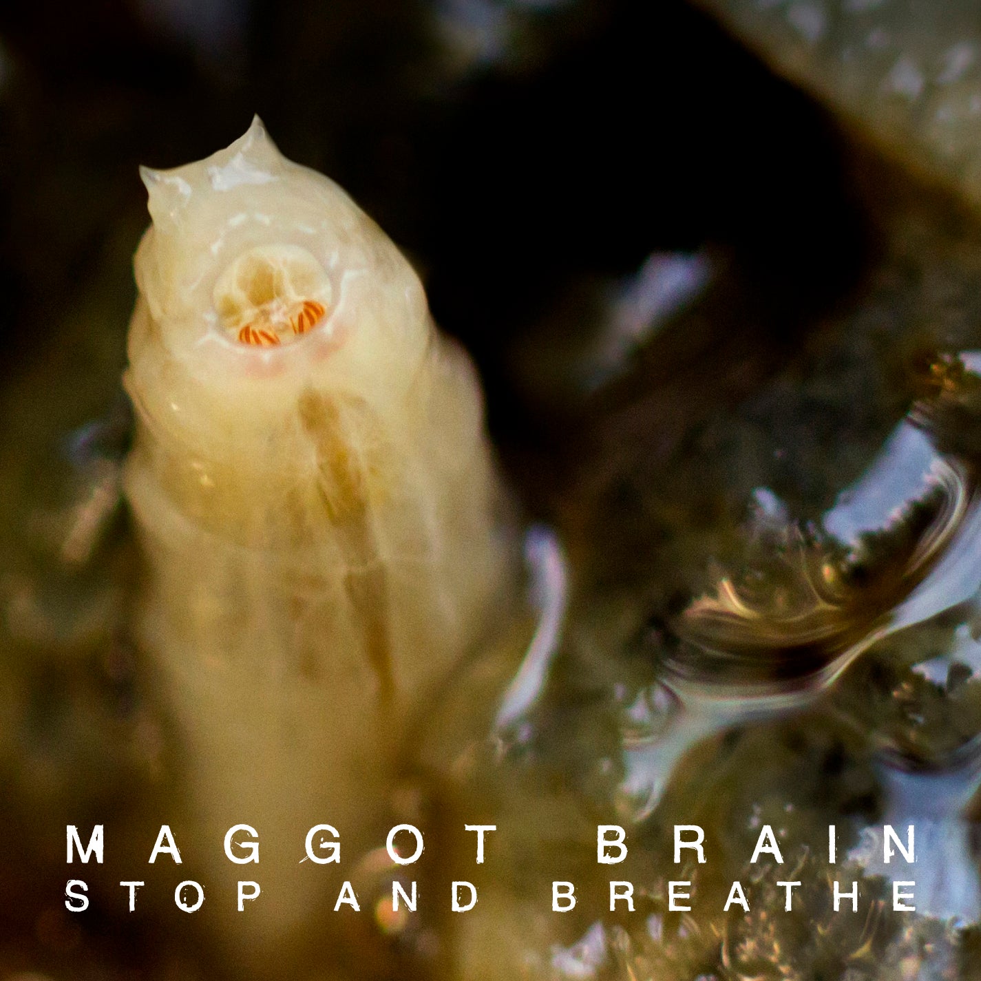 MAGGOT BRAIN "STOP AND BREATHE"